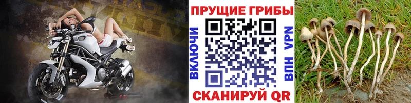Купить где  Бронницы  Псилоцибиновые грибы Magic Shrooms 